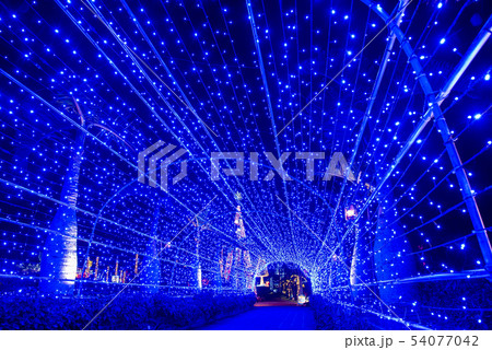 沖縄　東南植物楽園　ライトアップの遊歩道　イルミネーション 54077042