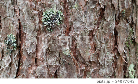 old tree bark. can be used as a template 54077045