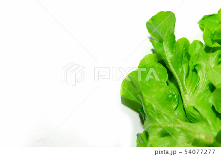 Green oak lettuce Green oak lettuce 54077277