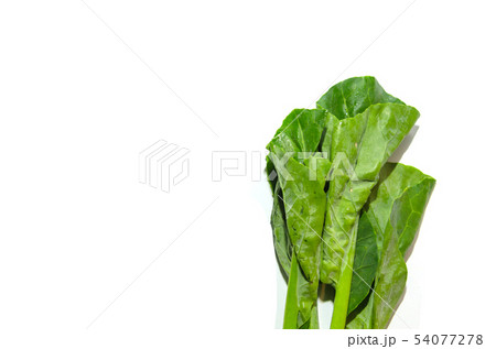 Fresh kale Fresh kale 54077278