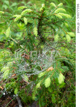 Plant with net in the middle of an old forest Plant with net in the middle of an old forest 54077396
