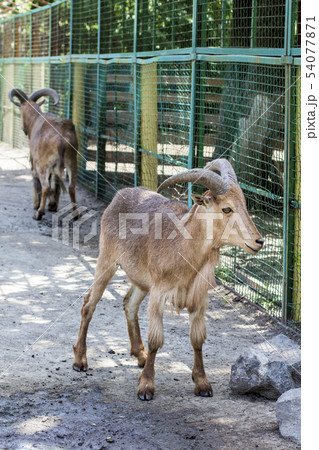 Maned ram.  pair of maned sheep in a zoo 54077871