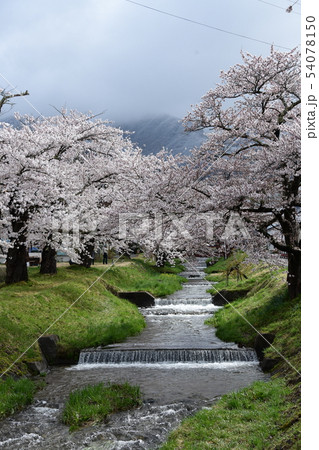 観音寺川の満開桜 観音寺川の満開桜 54078150