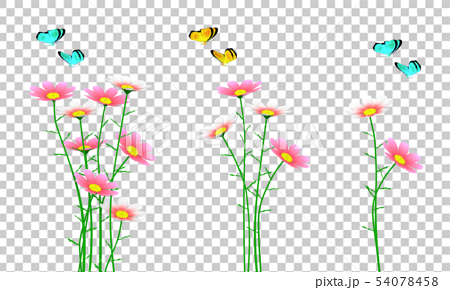 チョウ 移動複写削除ok コスモス 秋桜 背景透明 のイラスト素材 54078458 Pixta