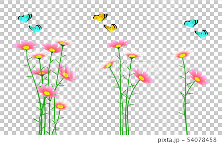 チョウ 移動複写削除ok コスモス 秋桜 背景透明 のイラスト素材 54078458 Pixta