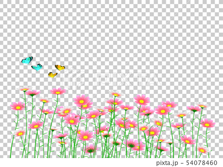 チョウ 移動複写削除ok コスモス 秋桜 背景透明 コピースペースのイラスト素材