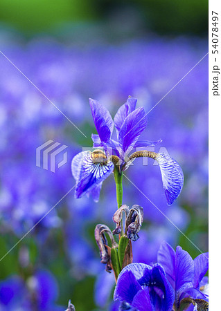 Iris flower. Blooming field of flowers irises. 54078497