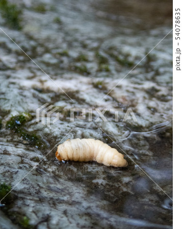 岩の上のブドウ虫くんの写真素材