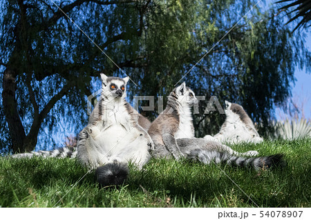 Family of lemurs sunbathing on the grass. The ring tailed lemur, Lemur catta, is a large 54078907