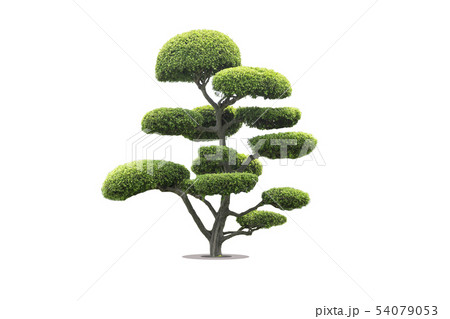 bonsai tree in garden isolated on white background 54079053
