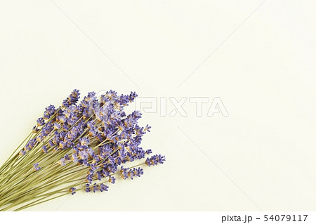 ラベンダーのドライフラワー 【白背景】 ラベンダーのドライフラワー 【白背景】 54079117