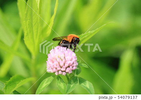 トラマルハナバチ♀⑴ 54079137