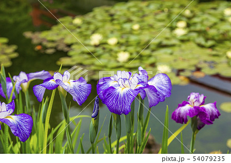 花菖蒲 54079235