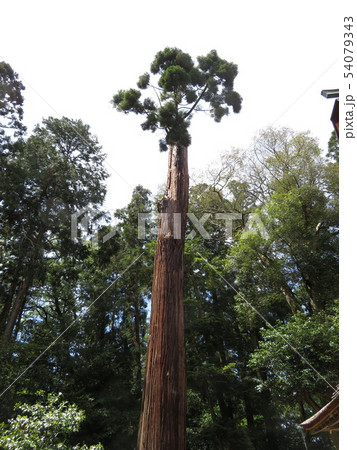 一本木 一本木 54079343