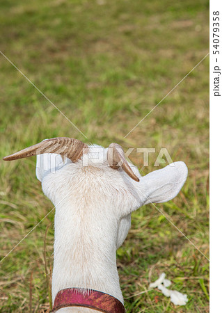 ヤギの後頭部 ヤギの後頭部 54079358