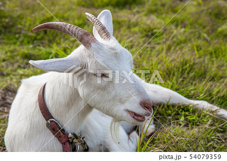横を向くヤギ 横を向くヤギ 54079359