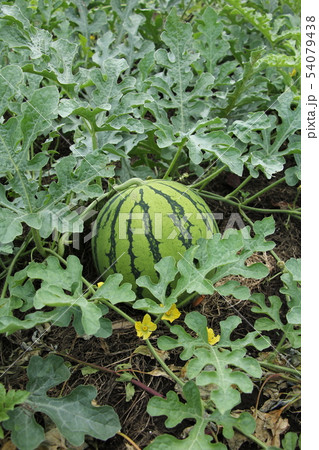 スイカの栽培 54079438