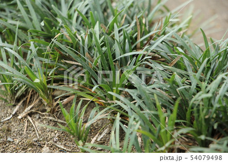 リュウノヒゲ 54079498