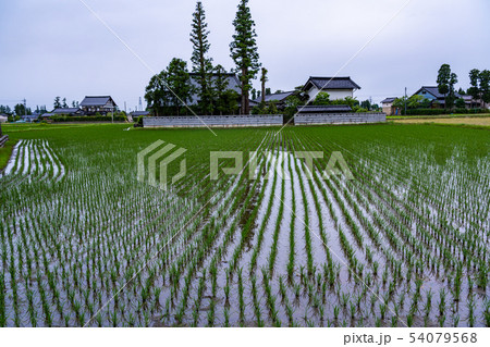 （富山県）砺波の散居村 54079568