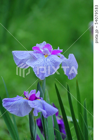 凛として優雅に咲く 54079583