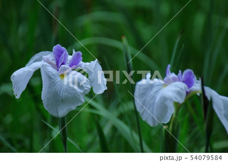 凛として優雅に咲く 54079584