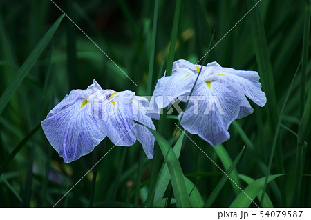 凛として優雅に咲く 54079587