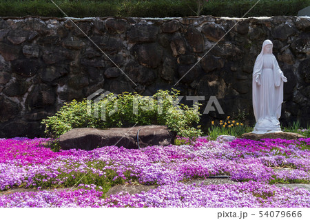 潭陽郡 全羅南道 花 54079666