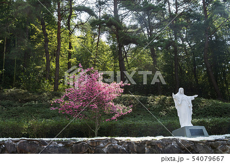 潭陽郡 全羅南道 花 54079667