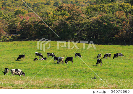伯耆大山　牛の放牧場 54079669