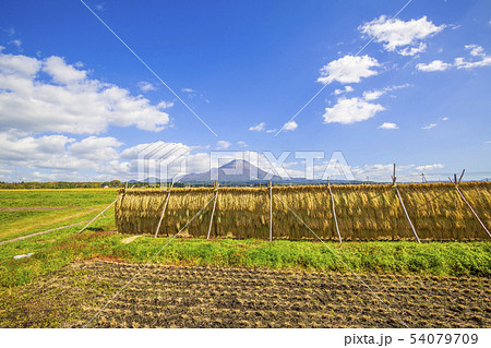 稲干し　伯耆大山　田園風景　10月 54079709