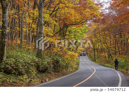 大山環状道路の紅葉 大山環状道路の紅葉 54079712