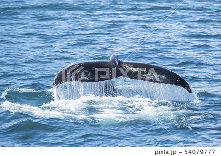 Detail of humpback fin tail, Iceland 54079777