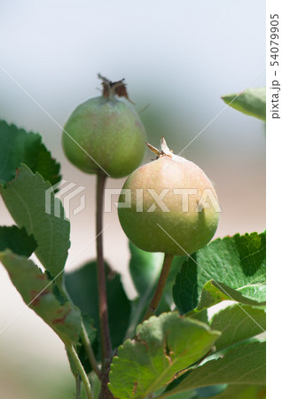 Green unripe apples on a tree branch with leaves. 54079905