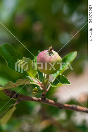 Green unripe apples on a tree branch with leaves. 54079907