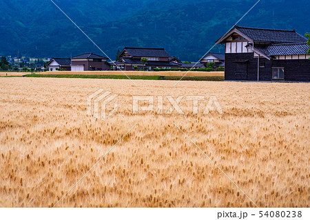 （富山県）黄金色の砺波の麦畑・散居村 54080238