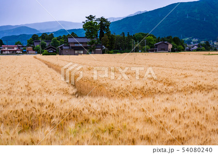 (富山県)黄金色の砺波の麦畑・散居村 (富山県)黄金色の砺波の麦畑・散居村 54080240