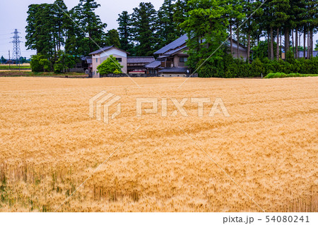 （富山県）黄金色の砺波の麦畑・散居村 54080241