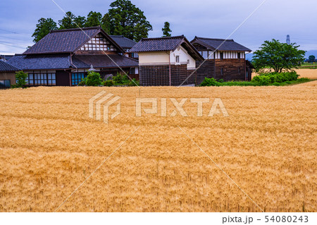 （富山県）黄金色の砺波の麦畑・散居村 54080243