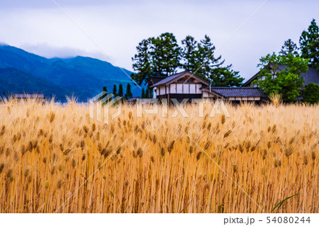 (富山県)黄金色の砺波の麦畑・散居村 (富山県)黄金色の砺波の麦畑・散居村 54080244