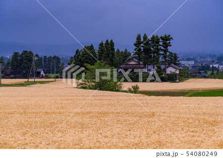 （富山県）黄金色の砺波の麦畑・散居村 54080249