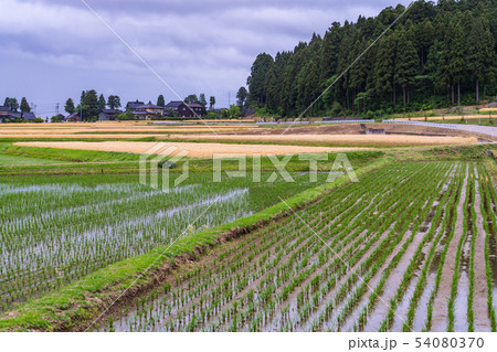 （富山県）砺波の散居村　麦畑と水田 54080370