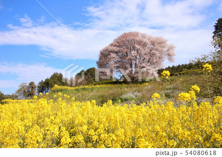 桜　菜の花　春　青空　雲 54080618