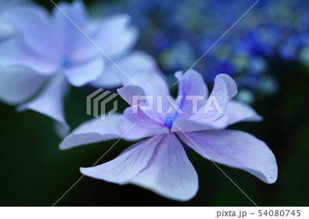 雨に濡れて咲く 54080745