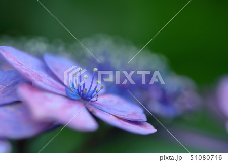 雨に濡れて咲く 54080746