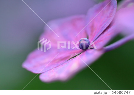 雨に濡れて咲く 54080747