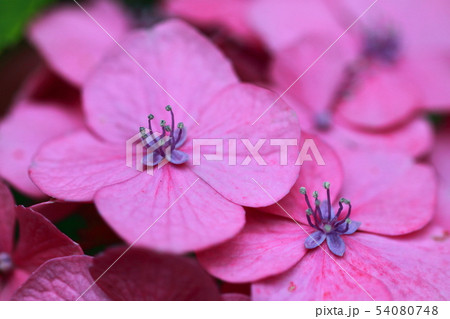 雨に濡れて咲く 54080748