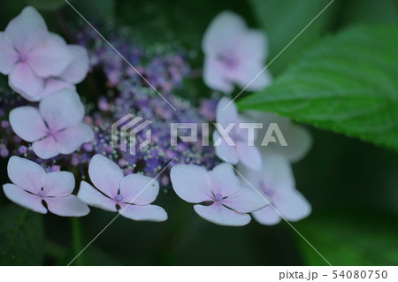 雨に濡れて咲く 54080750