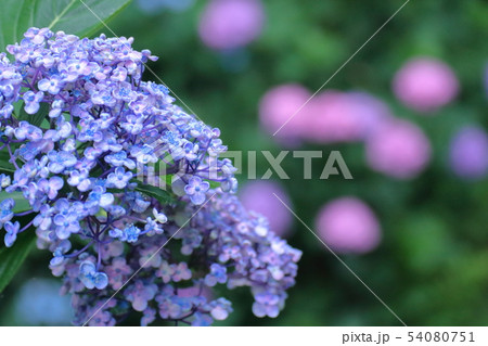 雨に濡れて咲く 54080751