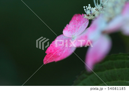 雨に濡れて咲く 54081185