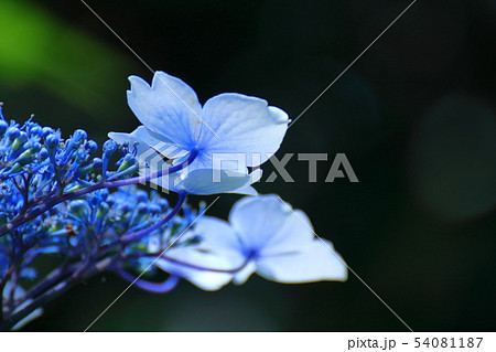 雨に濡れて咲く 54081187